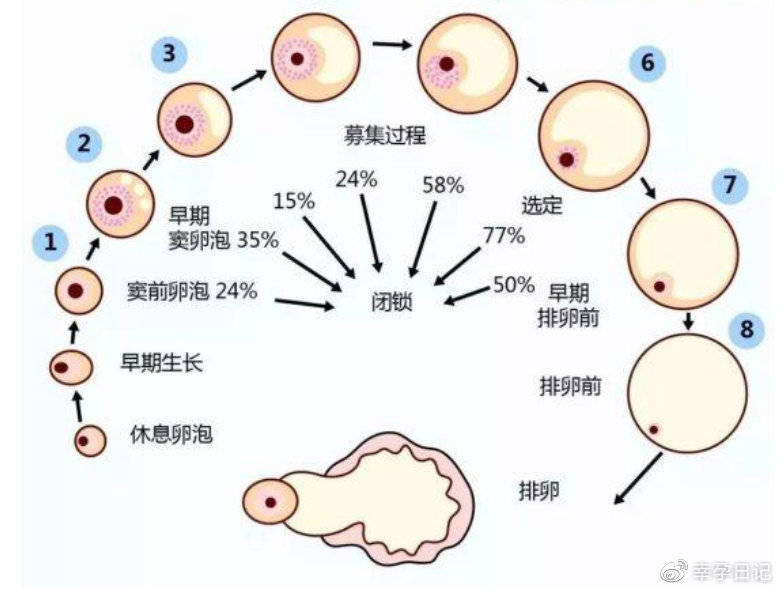 第三代试管婴儿